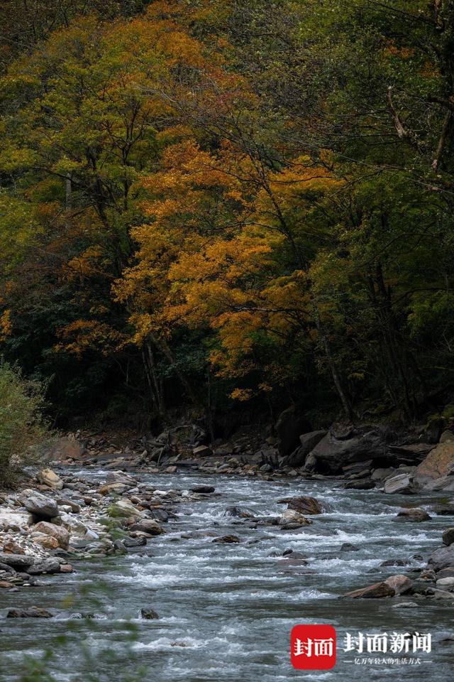 最佳观赏季来了 在红叶彩林间追逐初冬浪漫 | 图集