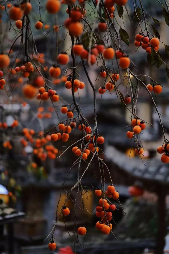 不赶行程的自由！屏南2天1夜，与草场、火凤凰、红柿子浪漫相遇