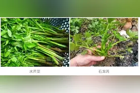 别碰！有毒！春季常见！紧急提醒→图片