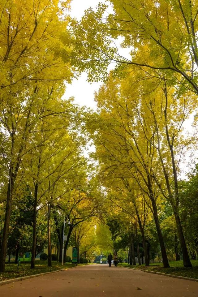 当立冬遇见金秋，北京动物园赏秋打卡攻略