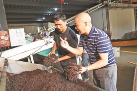 寿宁乌茶：特色品牌加码强村富民图片