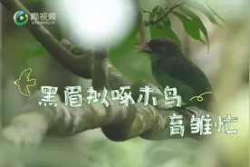 原创组图 | 黑眉拟啄木鸟育雏忙图片