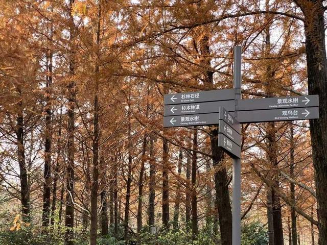 上海公园总数达到1100座！三林滨江城市森林“水森林”已基本建成，计划今年春天开放