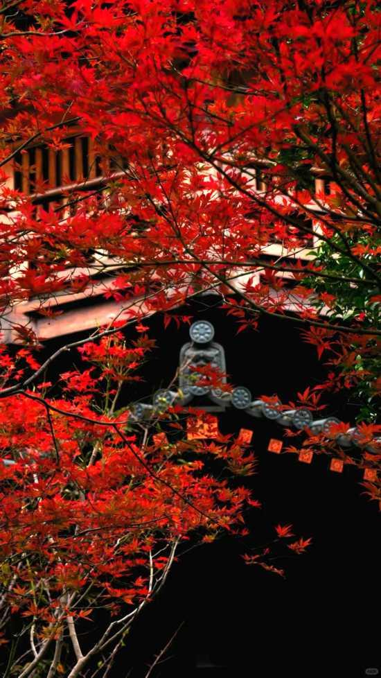 人在画中游！来上海郊野，骑进自然乡野秋韵里