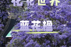 【美好生活在云南】云南的花花世界：相约春城 共赴一场蓝紫色的梦图片