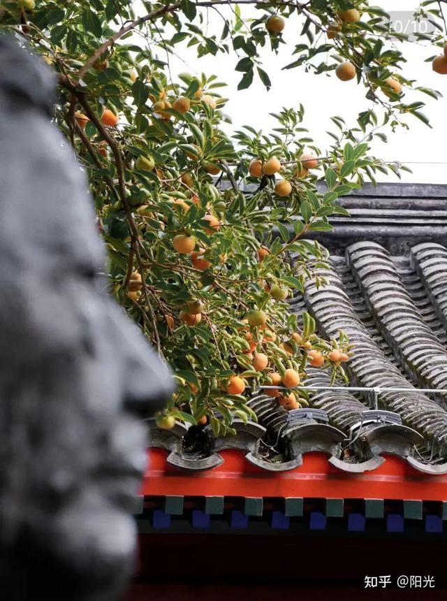 如何描述“北京的秋”？这是一期有温度的推送……