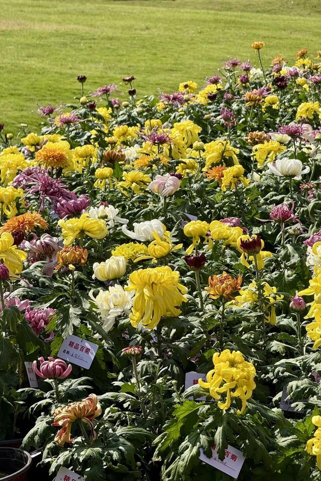汇集百种名菊 来非遗博览园解锁“花花的世界”