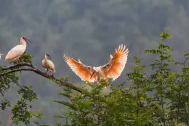 这只能带来幸福的“吉祥鸟”，在中国获得不遗余力的保护图片