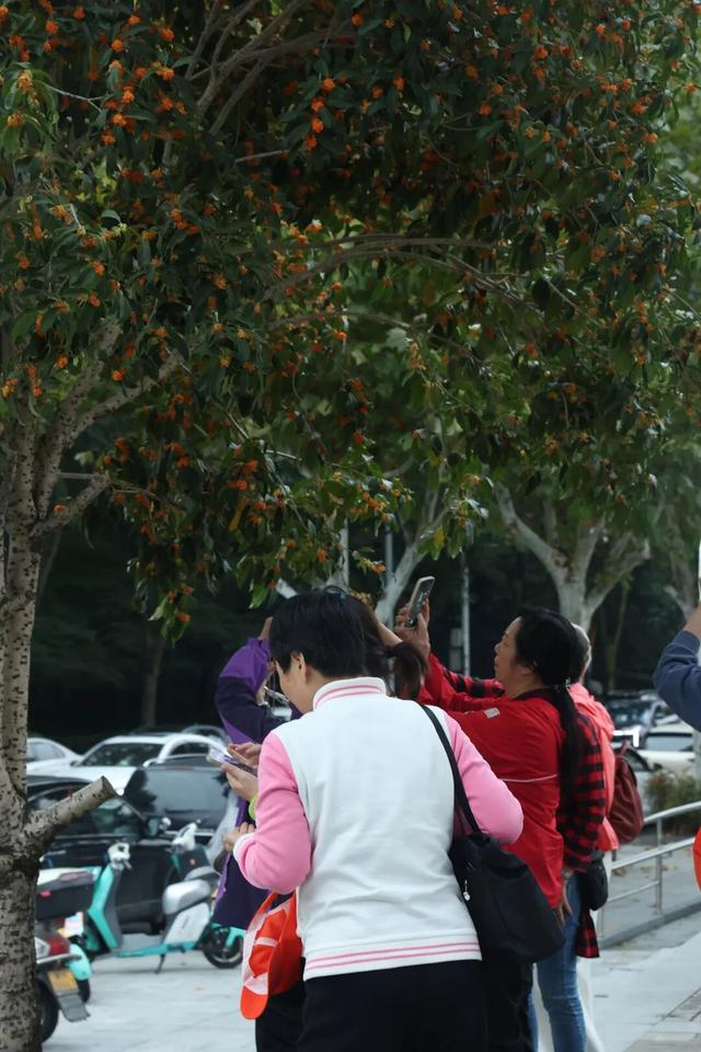 点 击 ↑ 看莲都的秋天