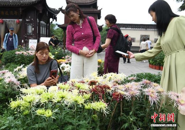 赏菊正当时 重庆华岩寺菊花展吸引市民打卡