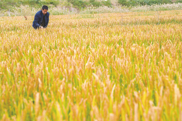 黄河岸边秋光美