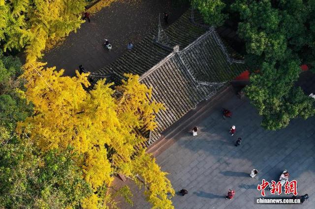 四川眉山：古祠金叶舞 诗意醉游人