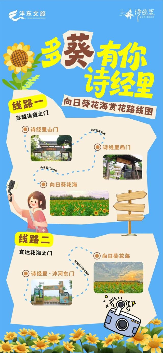 西咸新区600亩向日葵海已绽放