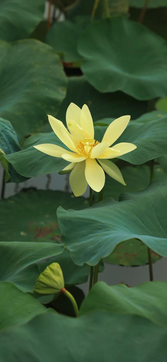 顾村公园的初秋美景已上线，一键解锁→