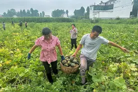 “贝贝南瓜”成为增收“小金瓜”图片