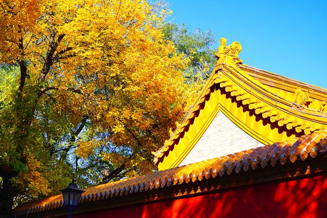 北锣鼓巷金色树叶与红墙黄瓦同框宛如油画