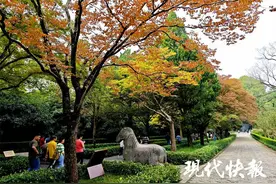 “最美600米”上线！南京石象路拉开赏秋帷幕图片
