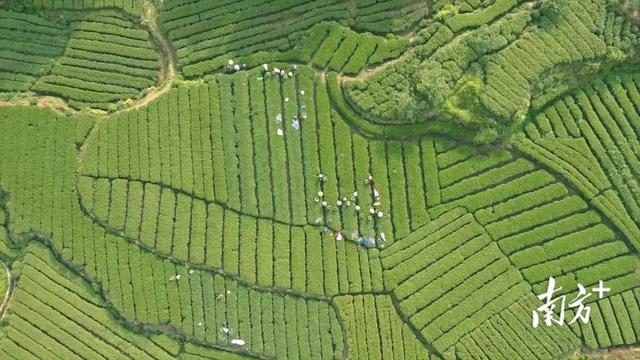 穿越万亩茶园，紫金龙窝首届徒步活动吸引千人打卡“蝉茶小镇”
