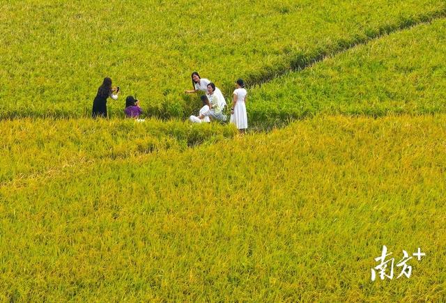 图集｜金黄田园上线！中山崖口稻田迎最佳观赏期