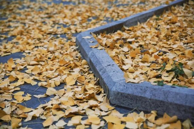 秋日限定“双骄”：从赏到玩转的完整攻略！