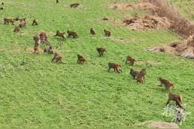 浙江一地50多只野猴下山偷菜，政府买单图片