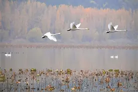花地·微小说｜王湲雯：收件地址在电线杆下……图片