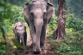 环保组织诉云南西双版纳野象谷案二审维持原判：没有证据证明存在“虐象”行为图片