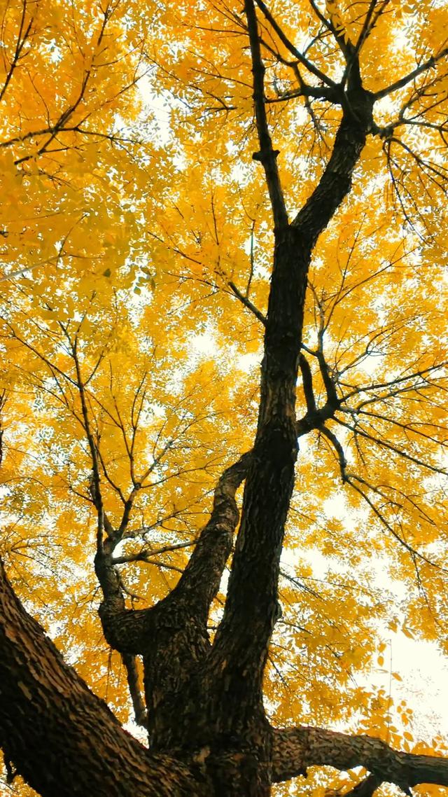 黄金大道秋意浓，石景山这条路进入最佳观赏期！