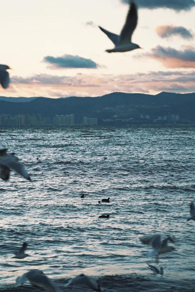 滇池的海鸥已经来了，洱海的还远吗？