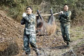四川多地按下野猪猎捕“暂停键”，野猪致害防控为何这么难？｜封面深镜图片