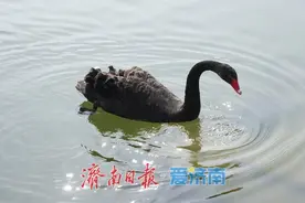 黑天鹅漫游春日大明湖成“明星” 时而和游客近距离互动图片