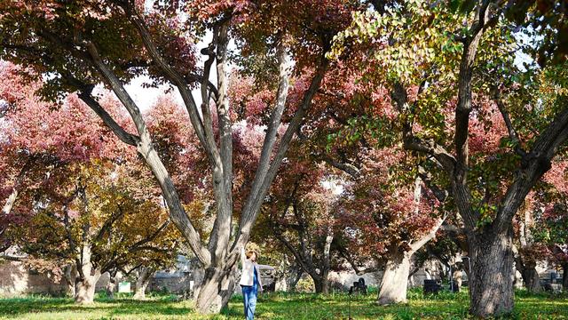 醉美金秋！一起邂逅什川古梨园的百年浪漫！
