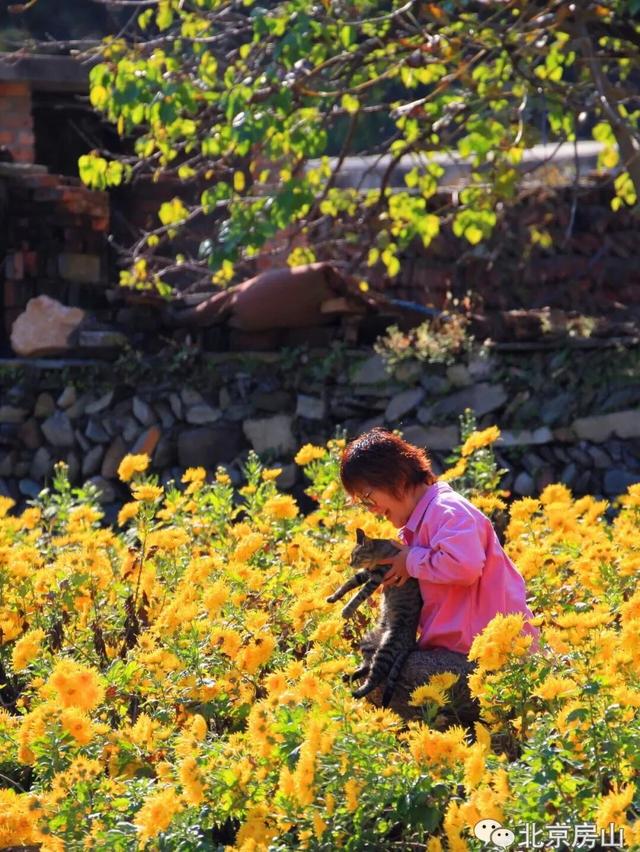 多彩京秋各区巡游 |房山区美翻了！秋日限定~