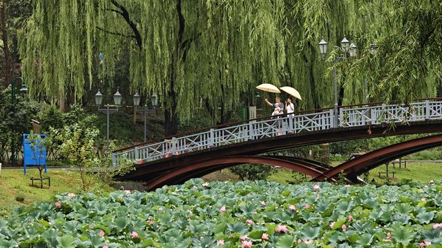 北京：雨中听荷，邂逅夏日清欢