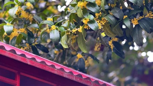 桂林10路、14 路双桂花专线上线