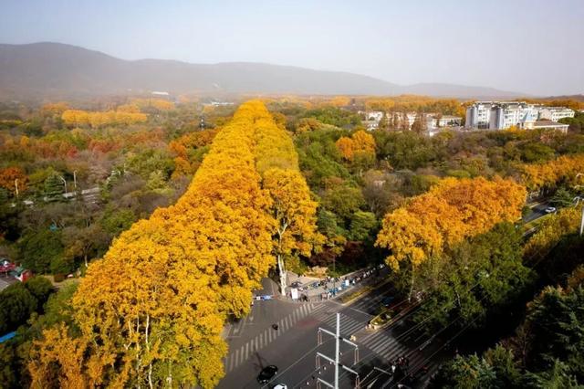 这是今天的南京梧桐大道！