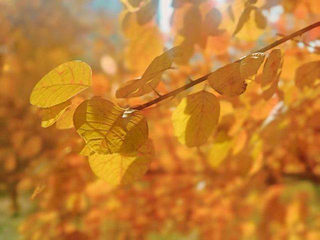 北京秋色如童话世界画卷徐徐展开