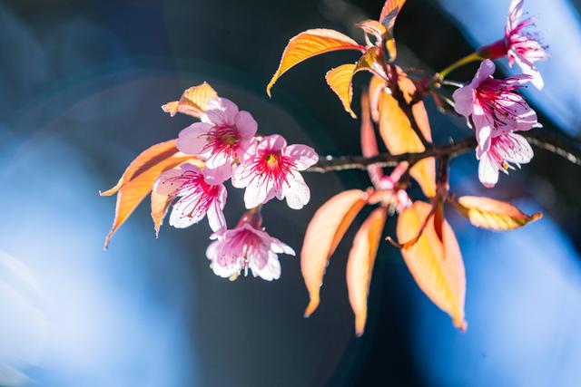 昆明冬樱花粉艳花簇缀满枝头
