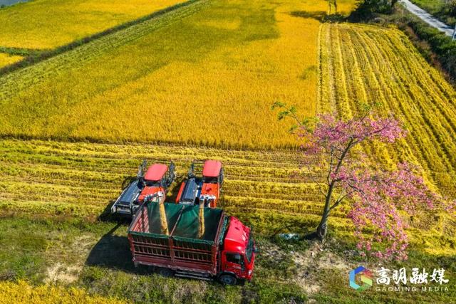 限定浪漫！高明晚稻收割忙，“丰”景美如画