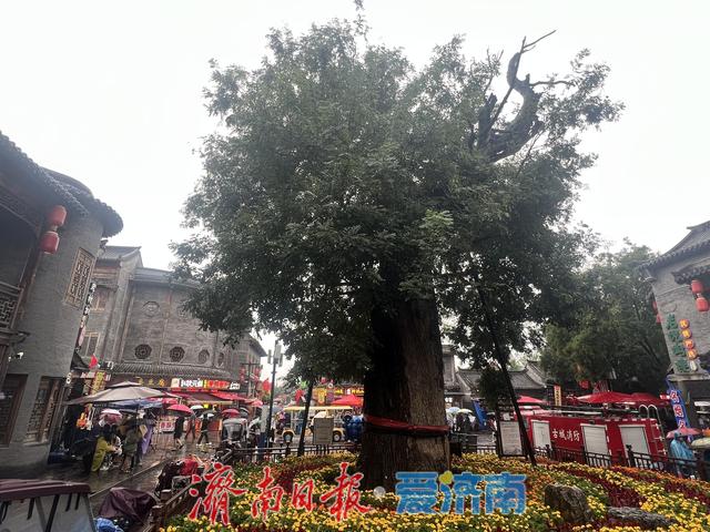 秋雨润青州：千年古城的文脉回响与时代脉动