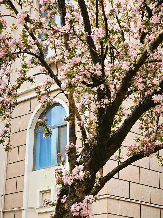 推开南开的窗，你会看到——