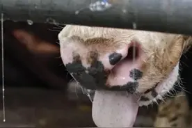 活牛2分钟被强行注水近50升，多卖数千元！良心呢？图片