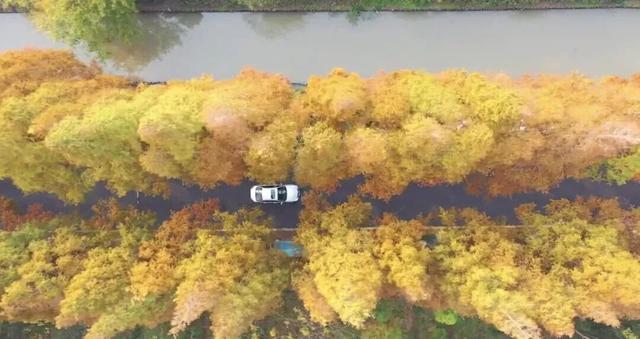 崇明秋色，坠入一场温柔的五彩梦境