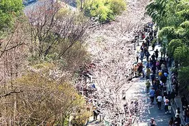 南京鸡鸣寺路樱花大道开启“人从众”模式图片