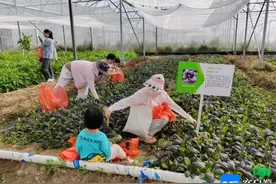 三亚利用南繁闲置土地试种 筛选8个适合海南种植外地蔬菜新品种图片