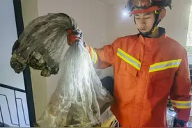 小心蛇出没！菜花蛇溜进厨房，消防员迅速处置图片