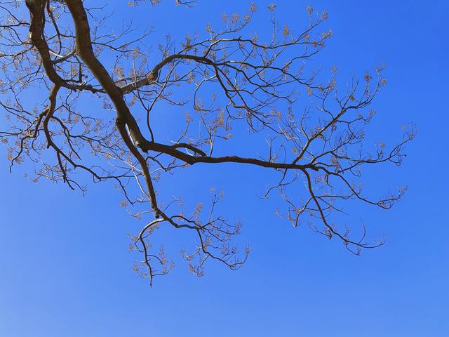 冬日的北京路县故城遗址公园：萧瑟中的浪漫