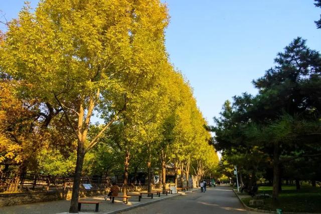 当立冬遇见金秋，北京动物园赏秋打卡攻略