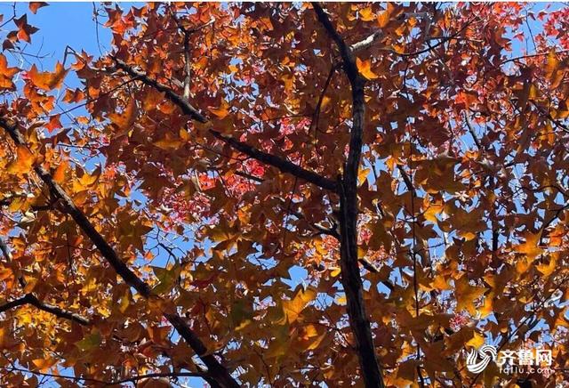 组图丨一大波美图来袭！泰山景区9个赏秋地超出片