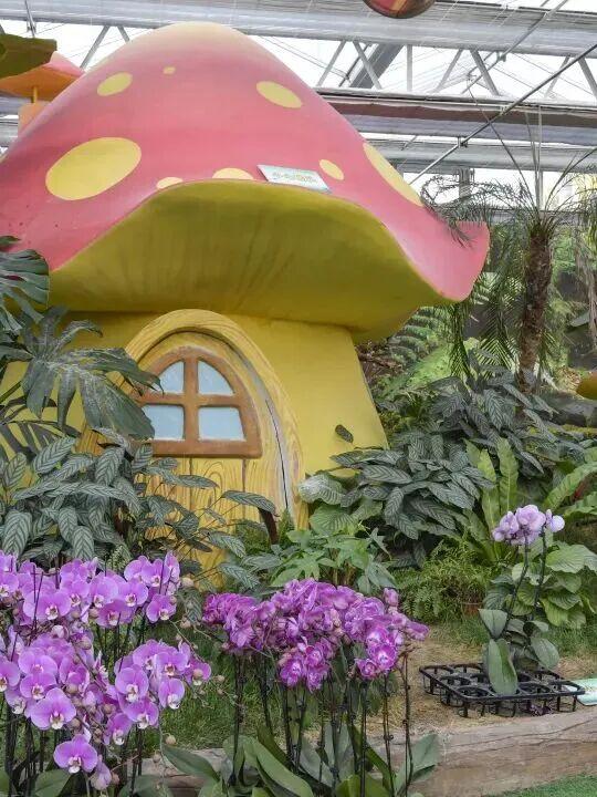 家庭园艺嘉年华｜北京兰花文化嘉年华将于明日启幕